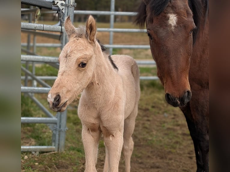 American Quarter Horse Merrie 19 Jaar  in Neukirchen bei Sulzbach-Rosenberg