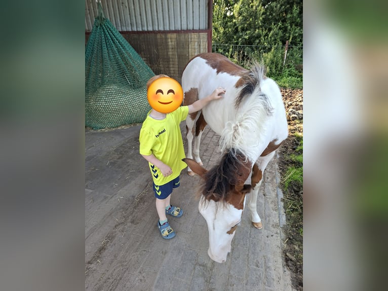 American Quarter Horse Mix Merrie 1 Jaar 140 cm Gevlekt-paard in Twist