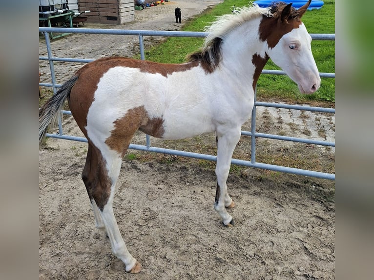 American Quarter Horse Mix Merrie 1 Jaar 140 cm Gevlekt-paard in Twist