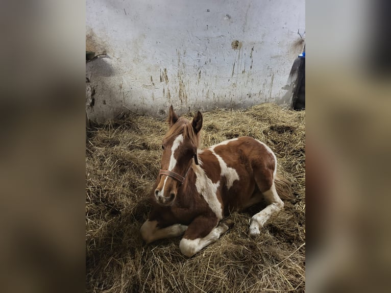 American Quarter Horse Merrie 1 Jaar 140 cm Zwart in Raczkowa