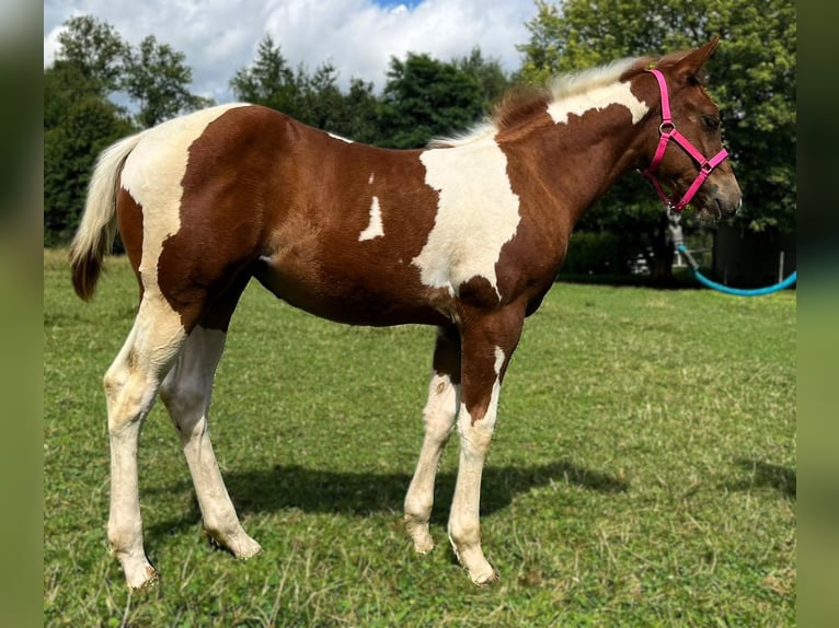 American Quarter Horse Merrie 1 Jaar 140 cm Zwart in Raczkowa