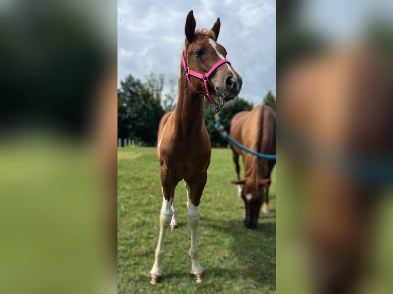 American Quarter Horse Merrie 1 Jaar 140 cm Zwart in Raczkowa