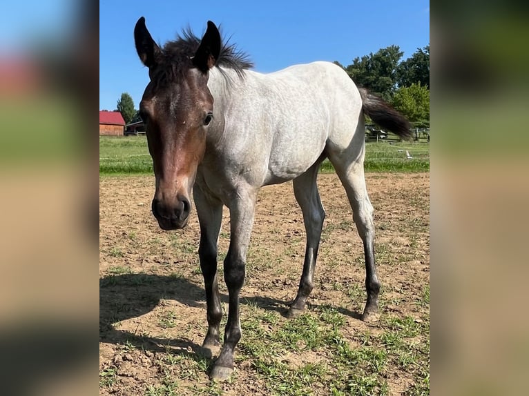 American Quarter Horse Merrie 1 Jaar 142 cm Roan-Bay in Dillsburg