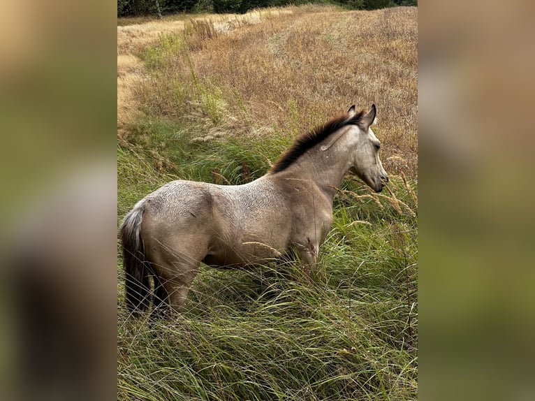 American Quarter Horse Mix Merrie 1 Jaar 145 cm Buckskin in Kubczyce