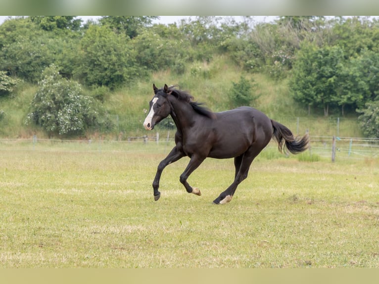 American Quarter Horse Merrie 1 Jaar 146 cm Donkerbruin in Königslutter am Elm