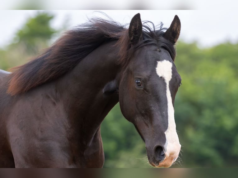 American Quarter Horse Merrie 1 Jaar 146 cm Donkerbruin in Königslutter am Elm