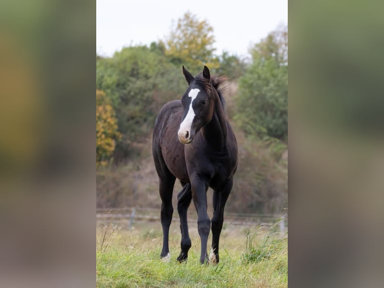 American Quarter Horse Merrie 1 Jaar 146 cm Donkerbruin in Königslutter am Elm