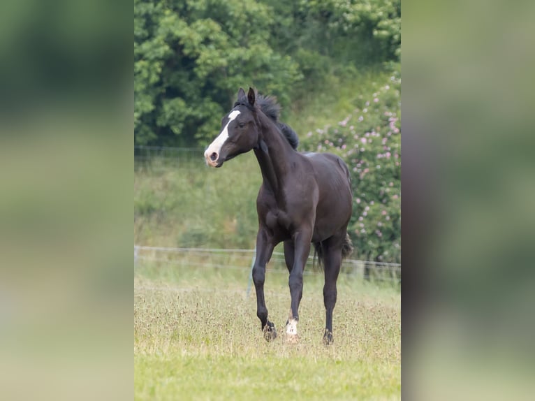 American Quarter Horse Merrie 1 Jaar 146 cm Donkerbruin in Königslutter am Elm