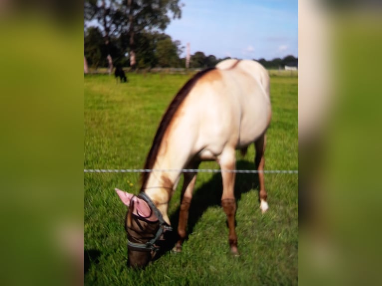 American Quarter Horse Merrie 1 Jaar 147 cm Champagne in Laakdal