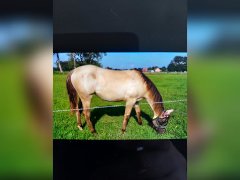 American Quarter Horse Merrie 1 Jaar 147 cm Champagne in Laakdal