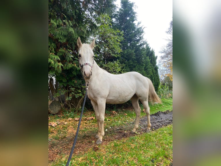 American Quarter Horse Merrie 1 Jaar 147 cm Palomino in Anderlingen