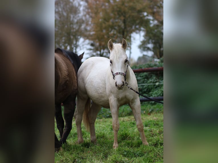 American Quarter Horse Merrie 1 Jaar 147 cm Palomino in Anderlingen