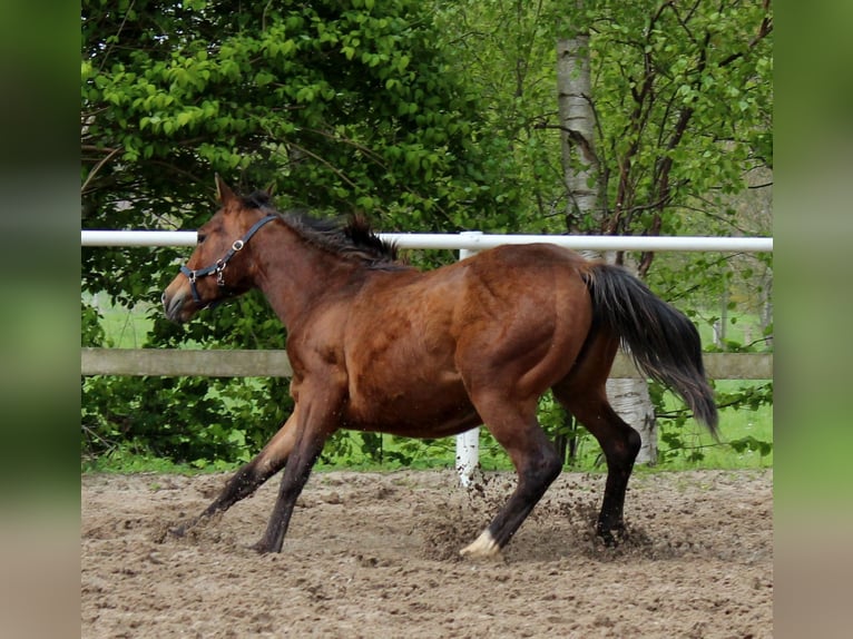 American Quarter Horse Merrie 1 Jaar 148 cm Brauner in Stade