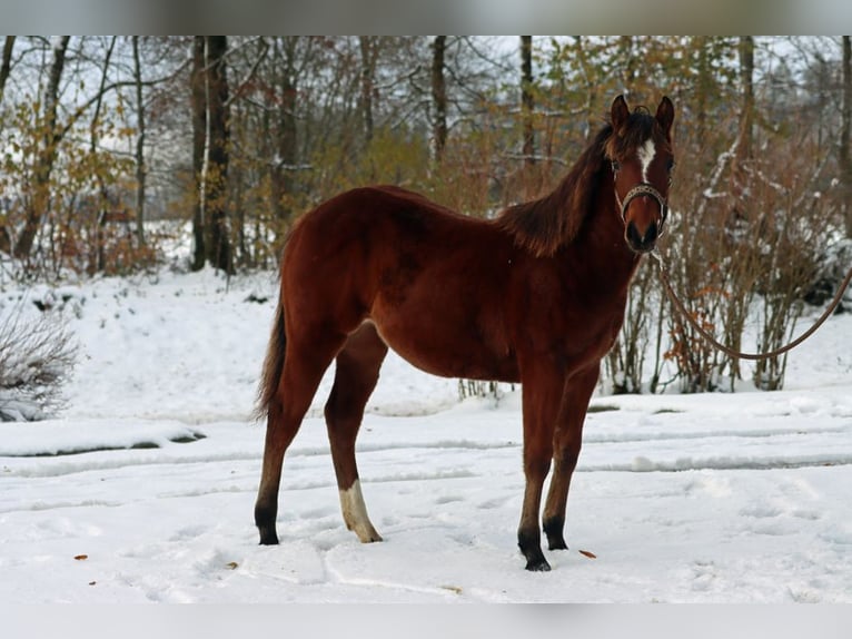 American Quarter Horse Merrie 1 Jaar 148 cm Brauner in Hellenthal