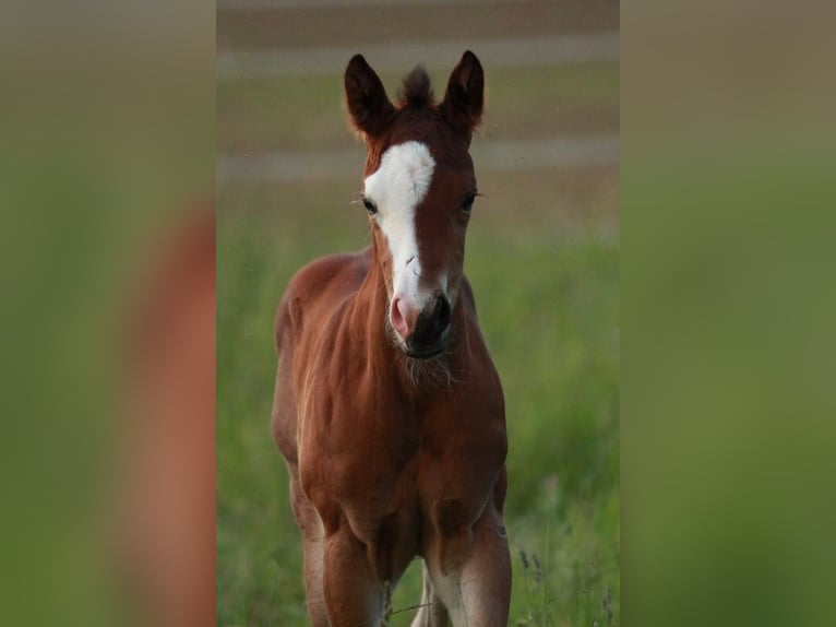 American Quarter Horse Merrie 1 Jaar 148 cm Bruin in Waldshut-Tiengen