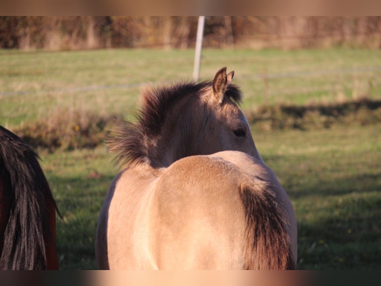 American Quarter Horse Merrie 1 Jaar 148 cm Buckskin in Neustadt