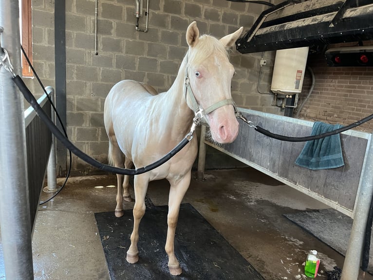 American Quarter Horse Merrie 1 Jaar 148 cm Cremello in Vijlen