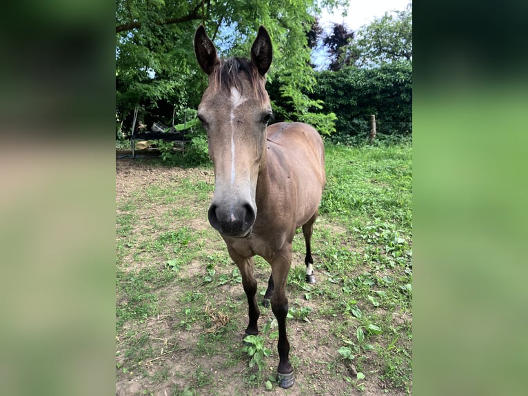 American Quarter Horse Merrie 1 Jaar 148 cm Falbe in Petit-Réderching