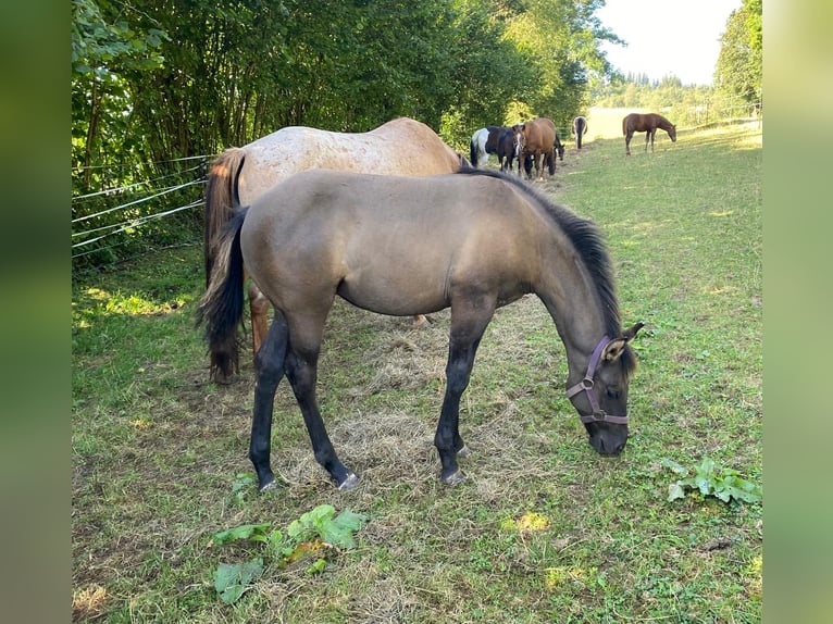 American Quarter Horse Merrie 1 Jaar 148 cm Grullo in Erbendorf