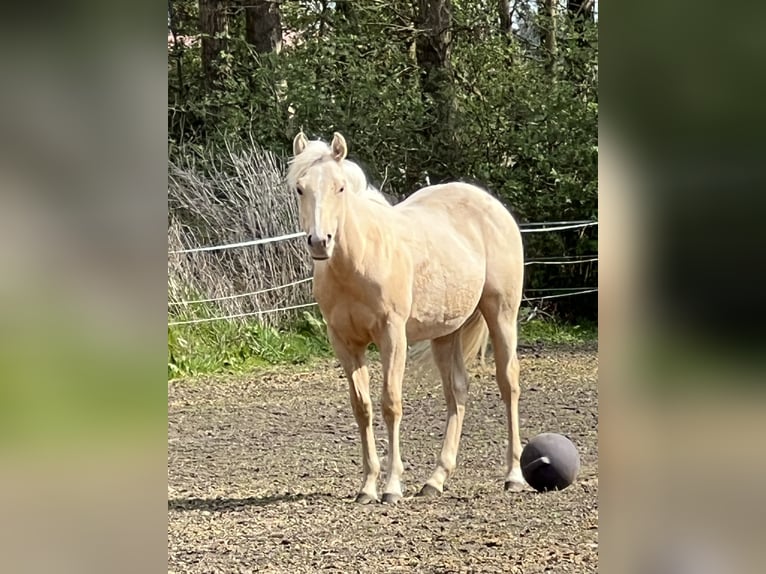 American Quarter Horse Merrie 1 Jaar 148 cm Palomino in Linsburg