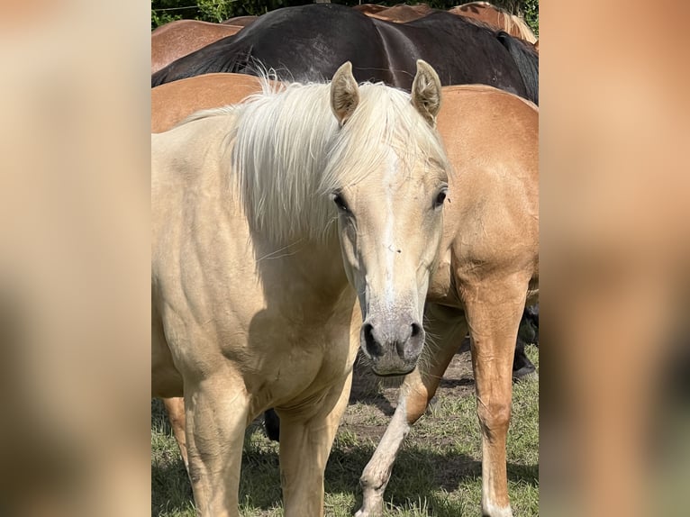 American Quarter Horse Merrie 1 Jaar 148 cm Palomino in Linsburg