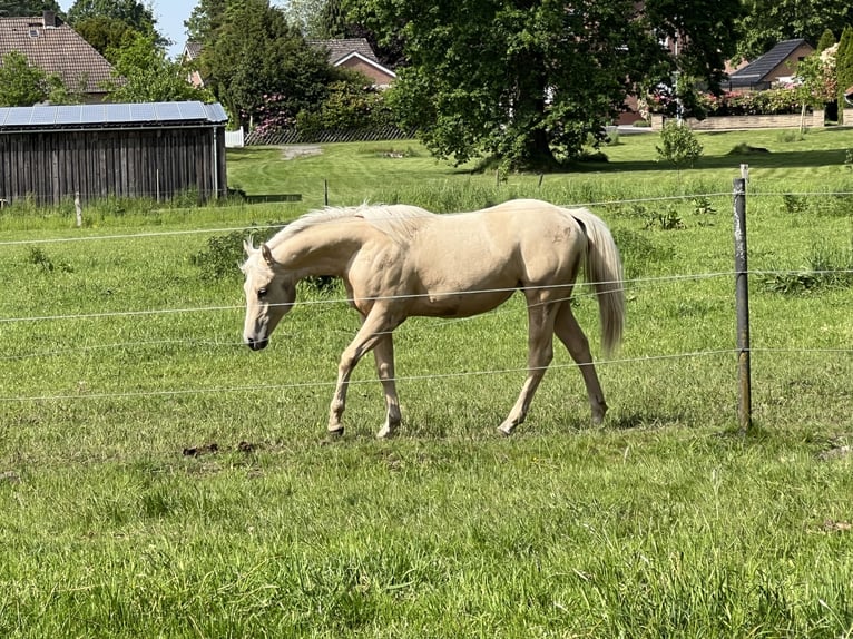 American Quarter Horse Merrie 1 Jaar 148 cm Palomino in Linsburg