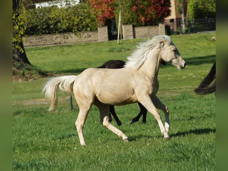 American Quarter Horse Merrie 1 Jaar 148 cm Palomino in Linsburg
