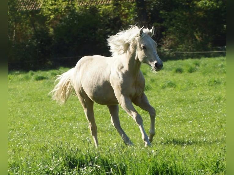 American Quarter Horse Merrie 1 Jaar 148 cm Palomino in Linsburg