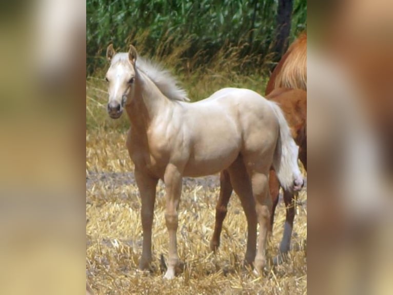 American Quarter Horse Merrie 1 Jaar 148 cm Palomino in Linsburg