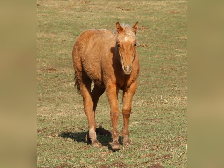 American Quarter Horse Merrie 1 Jaar 148 cm Palomino in Morschen