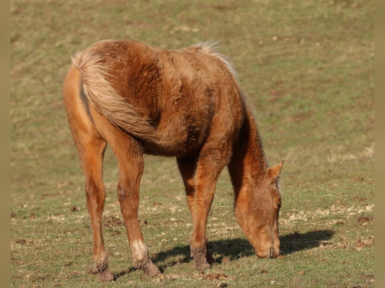 American Quarter Horse Merrie 1 Jaar 148 cm Palomino in Morschen