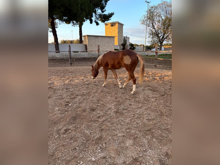 American Quarter Horse Merrie 1 Jaar 148 cm Vos in Bari