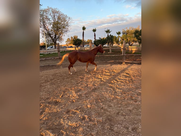 American Quarter Horse Merrie 1 Jaar 148 cm Vos in Bari