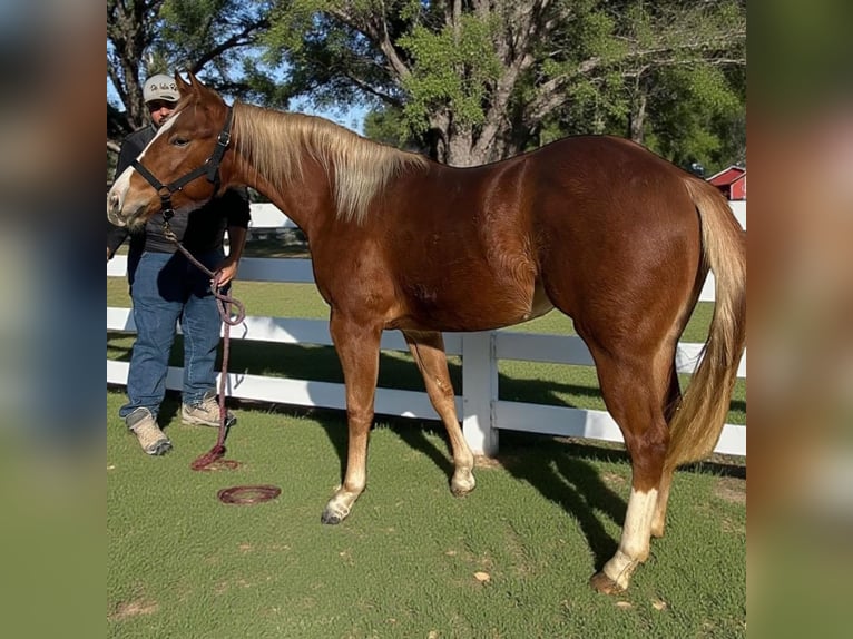 American Quarter Horse Merrie 1 Jaar 148 cm Vos in Bari
