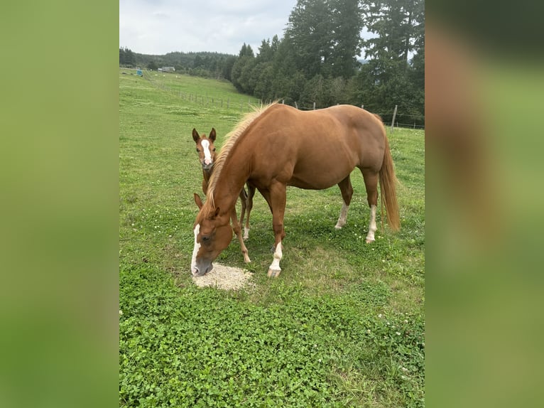 American Quarter Horse Merrie 1 Jaar 148 cm Vos in Daleiden