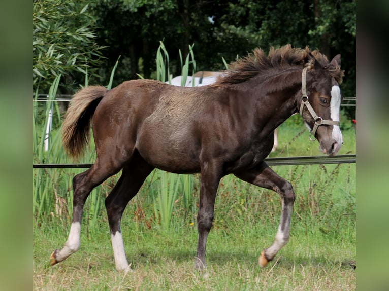 American Quarter Horse Merrie 1 Jaar 148 cm Zwart in Stade