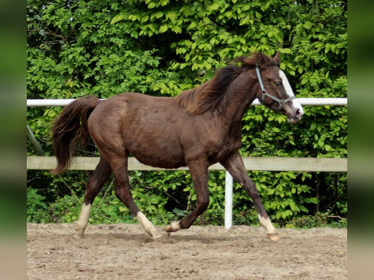 American Quarter Horse Merrie 1 Jaar 148 cm Zwart in Stade