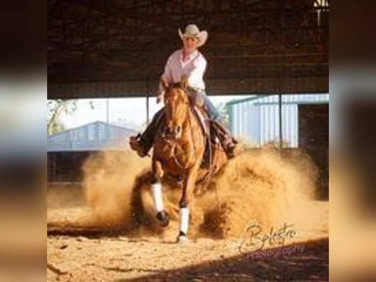 American Quarter Horse Merrie 1 Jaar 149 cm Falbe in Bergen op Zoom