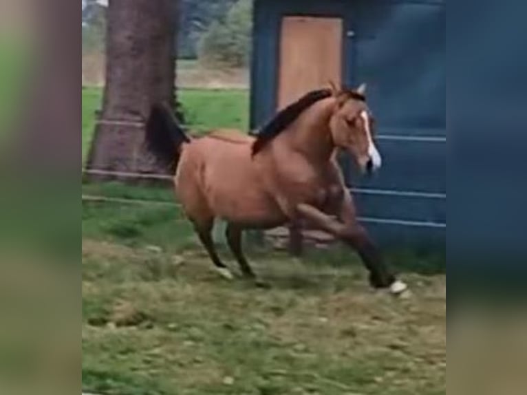 American Quarter Horse Merrie 1 Jaar 149 cm Falbe in Bergen op Zoom