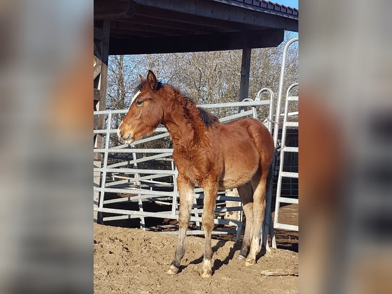 American Quarter Horse Merrie 1 Jaar 150 cm Bruin in Rettenbach