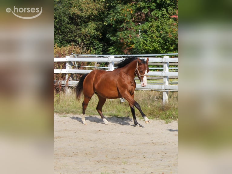 American Quarter Horse Merrie 1 Jaar 150 cm Bruin in Celle