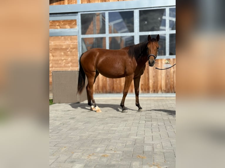 American Quarter Horse Merrie 1 Jaar 150 cm Bruin in Kindelbrück