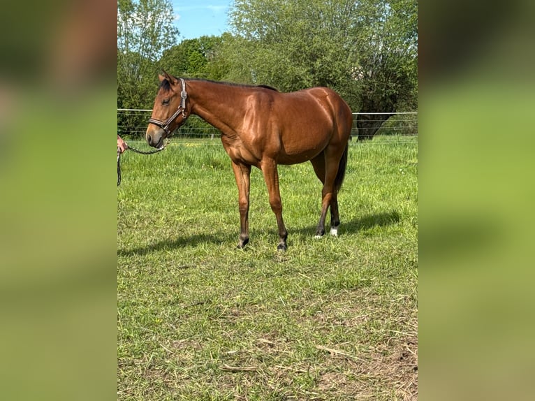 American Quarter Horse Merrie 1 Jaar 150 cm Bruin in Kindelbrück