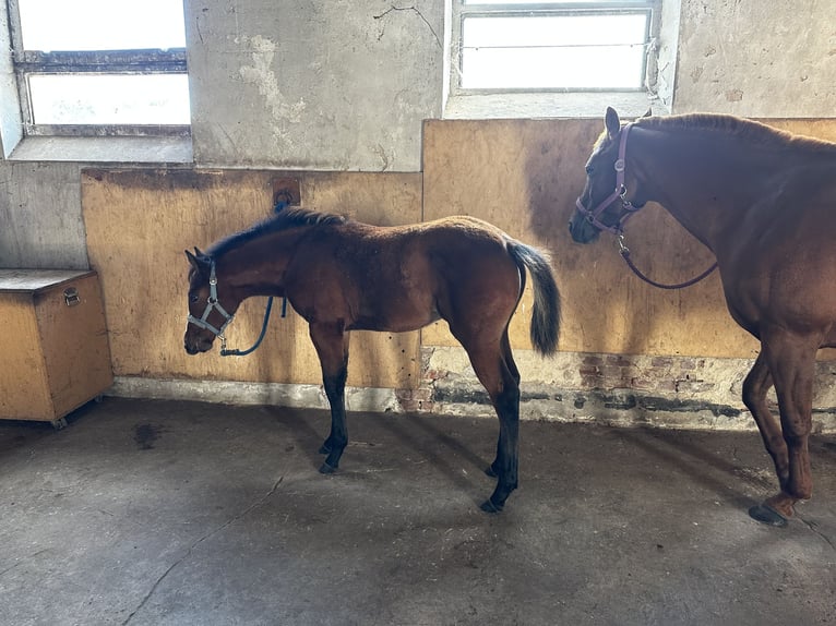 American Quarter Horse Merrie 1 Jaar 150 cm Bruin in Hamburg