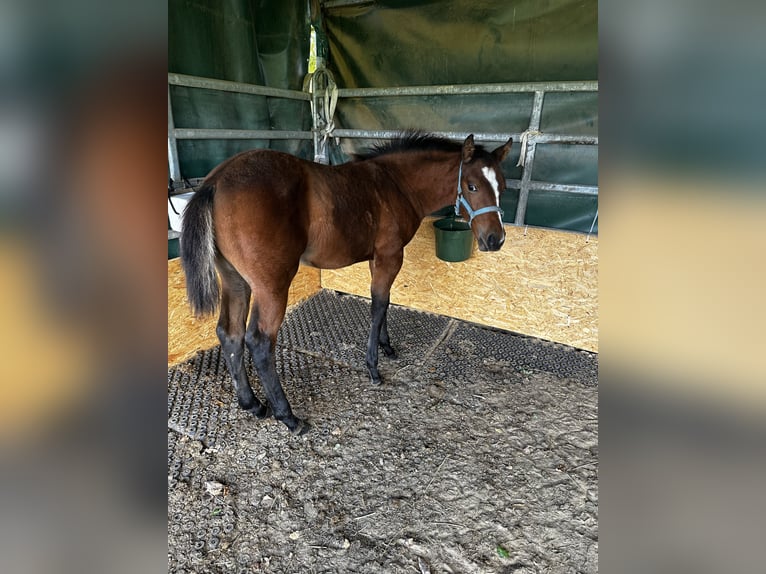 American Quarter Horse Merrie 1 Jaar 150 cm Bruin in Hamburg