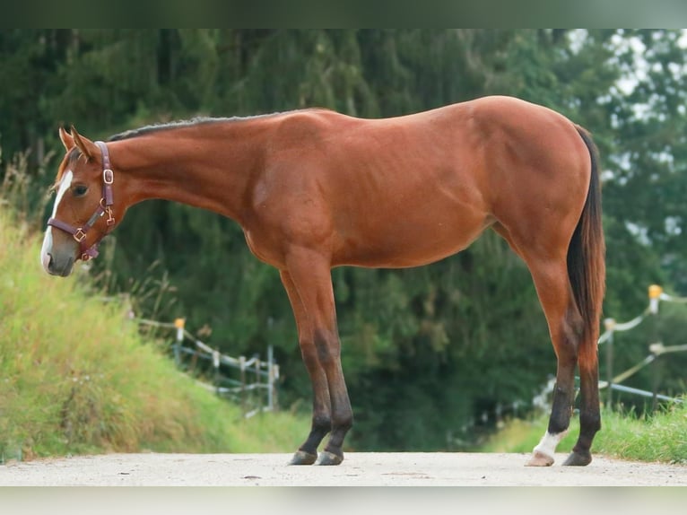 American Quarter Horse Merrie 1 Jaar 150 cm Bruin in Soyen