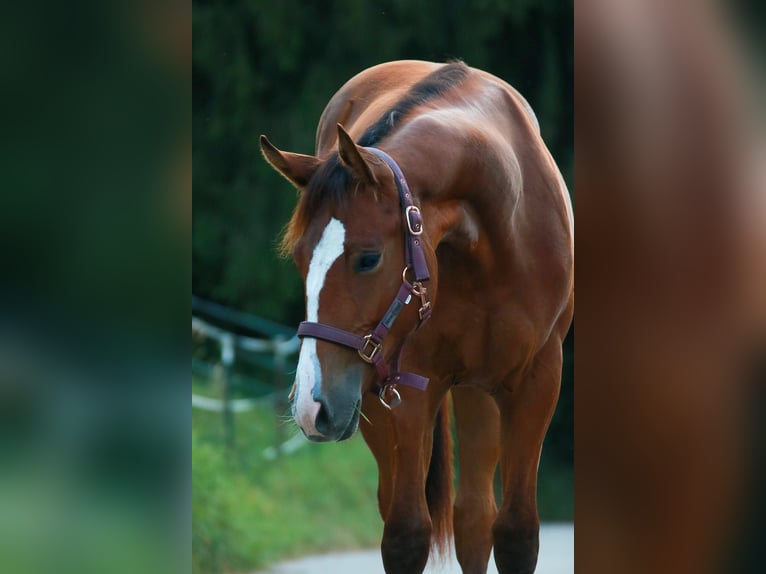 American Quarter Horse Merrie 1 Jaar 150 cm Bruin in Soyen