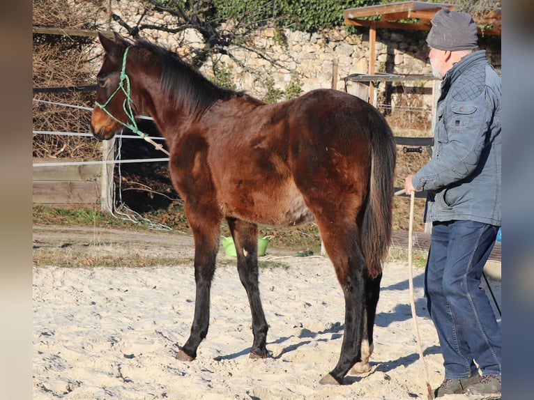 American Quarter Horse Merrie 1 Jaar 150 cm Bruin in Müglitztal