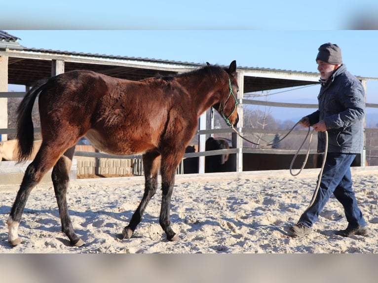 American Quarter Horse Merrie 1 Jaar 150 cm Bruin in Müglitztal