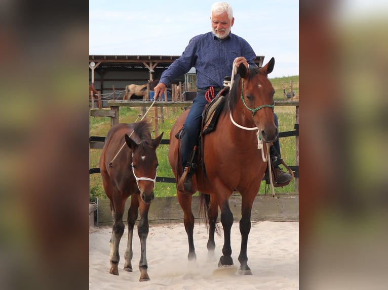 American Quarter Horse Merrie 1 Jaar 150 cm Bruin in Müglitztal